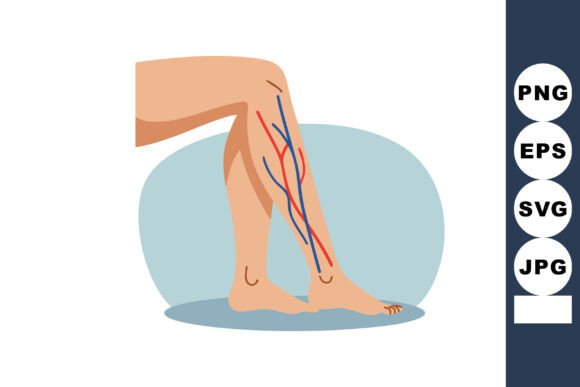 Leg Veins Medical Anatomy Illustration S